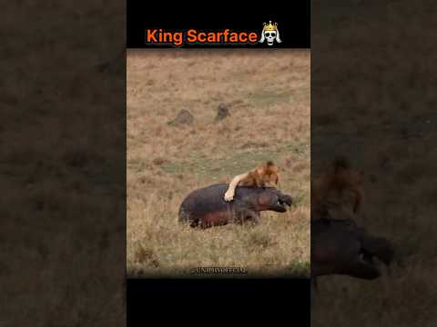 King scarface vs other Lions #scarface #lion #viral #shorts