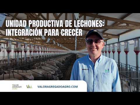 La necesidad obligó al ingenio: productores se unen para eficientizar la cría de lechones