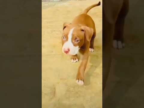 Chota pitbul
