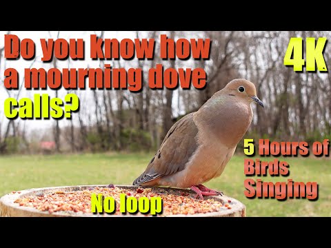 Mourning Dove Special | Mourning Dove Call, Cat TV, 5 HOURS of Birds Singing, No loop, 4K HDR