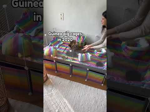 The Best Guinea Pig Cage