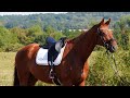 Hongre - Hanovrien - 8 ans - Dressage - France