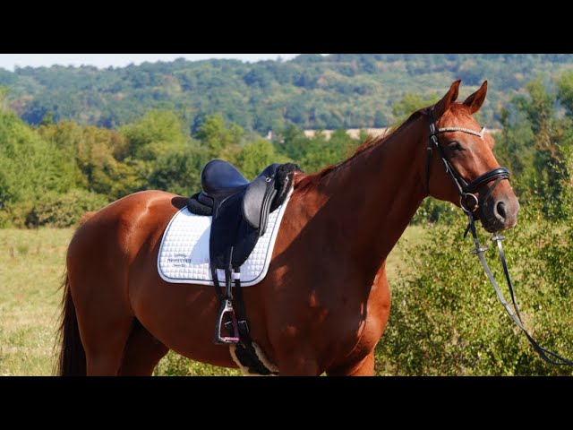 Hongre - Hanovrien - 8 ans - Dressage - France