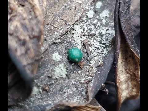 [SOLVED] What Is This TINY GREEN Mushroom??! [Answer: It's not]