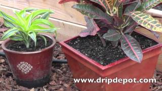 How to Setup a Drip Irrigation System for Containers/Potted Plants