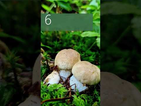 𝟏𝟎 𝐑𝐄𝐀𝐒𝐎𝐍𝐒 𝐓𝐎 𝐕𝐈𝐒𝐈𝐓 𝐏𝐨𝐡𝐨𝐫𝐣𝐞 ✨🌲