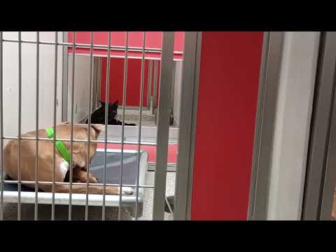 Bailey 3y A851972 Sir Rusty 5y A856512 kennel 128 PACC shelter 531