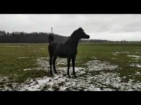 Vea Aurora by Magic Magnifique