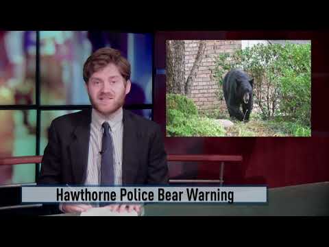 Hawthorne Police Bear