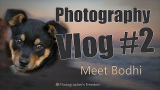 Photography Vlog Part 2 - Meet my dog Bodhi!