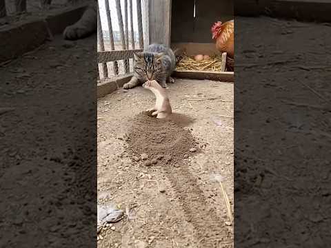 Kitten waited too long for this funny 🤣 🐱