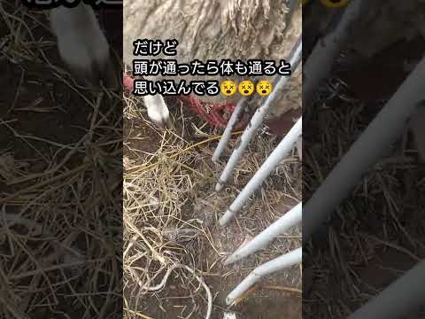 シャロレー羊 - 定義