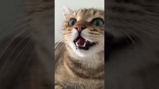 Download lagu mao mao meowing puppy cat 😺 #cat #funny #cute #cutecat #kitten #viral #trending mp3