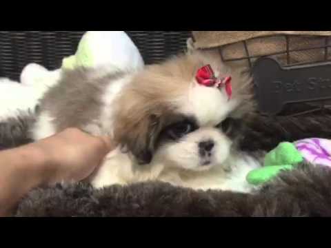 download lagu mp3 mp4 Brown And White Pekingese, download lagu Brown And White Pekingese gratis, unduh video klip Brown And White Pekingese