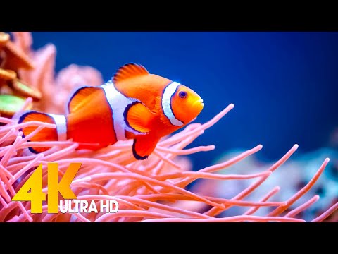 Aquarium 4K VIDEO (ULTRA HD) 🐠 Beautiful Coral Reef Fish - Sleep Relaxing Meditation Music