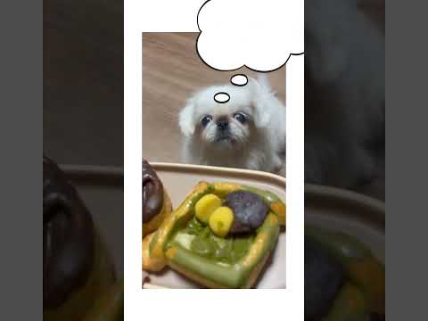 『わよぱん』おいしいワン！🌰 #かぼちゃ #パン #犬 #和洋女子大学 #かわいい