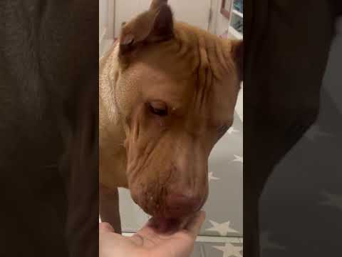 Shrimp cake is having salmon sashimi 🥰🥰🥰 #dog #dogshorts