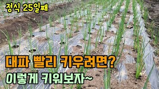 대파농사 대파 빨리 키우는 방법 대파 풀관리 대파를 비닐에 심은것과 그냥 심은것 비교 대파 추비