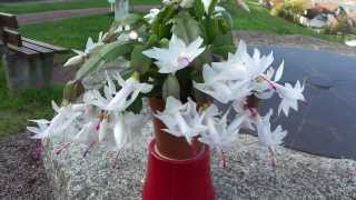 preview picture of video 'like a bee's flight - Schlumbergera alba'