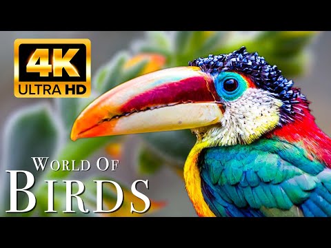 The World of BIRDS in 4K - Part 2  | The Healing Power Of Bird Sounds | Scenic Relaxation Film