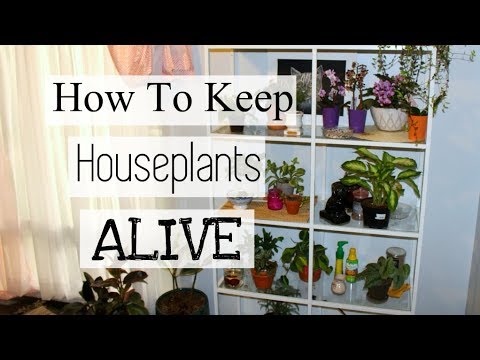 How To Keep Houseplants Alive! | How Not To Kill Your Indoor Plants!