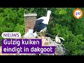 Ooievaarskuiken wordt uit het nest gesmeten in Herwijnen