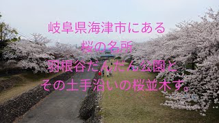岐阜県海津市の水晶の湯と羽根谷だんだん公園のさくらです。