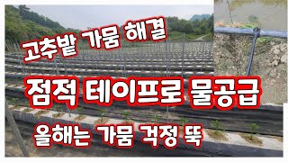 고추밭 점적 호스 테이프로 물공급 과정 [고추밭관리]