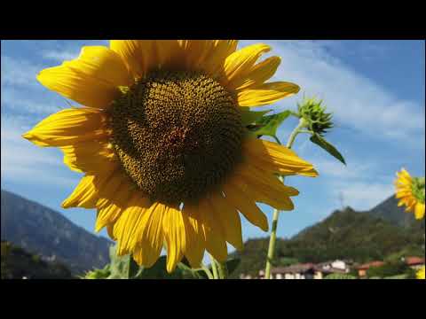 Cologna in Giudicarie (TN) - Frazione di Pieve di Bono.