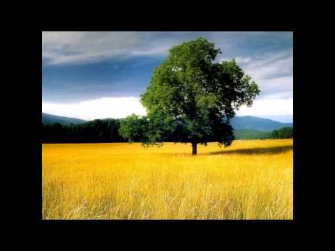 Lanul cu liniște - recită Nelu Rădoi - interpret Vili Dulă