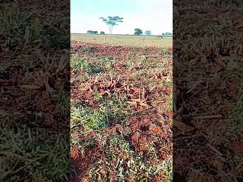 São Pedro Do Paraná