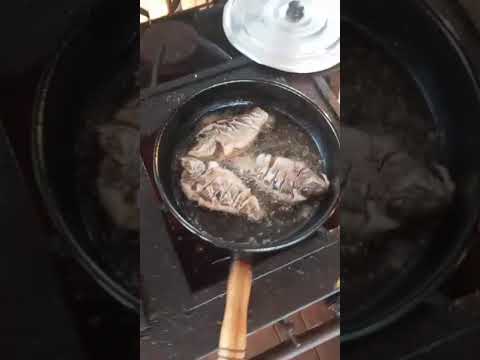 fritando peixe #tocantins #automobile #lotesparavenda #lotesparavenda #cachorro