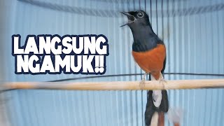 Download lagu MURAI BATU NGAMUK dan BONGKAR ISIAN Gereja Tarung Kapas Tembak | AUTO GACOR mp3