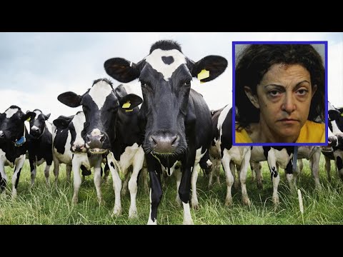 Darwin Olympics Winner: Cows Assist in Woman’s Arrest | The Beaver FM