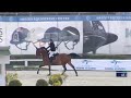 Quintus Mina Z 8 Ys Old Quintender X Lancado Csi Toscana Tour