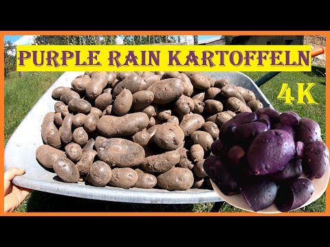 , title : 'Lila Kartoffeln im eigenen Garten - Purple Rain Kartoffeln vom Legen bis zur Ernte - Kartoffelsaison'