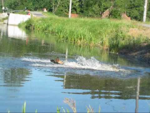 Astoria Daniel Bohemia - swimming