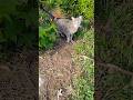 Feral Gray Tabby Waiting For Me With Meows Cuteness Shorts