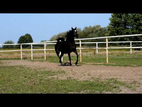 Mare by Magic Magnifique for sale