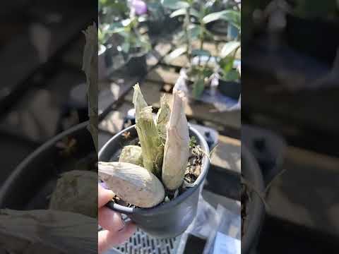 ZAP 1140050033 pedido de Marcos de Goiás #flores #plantas #orquideas