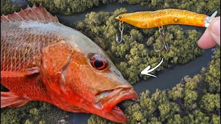 Download lagu Memancing ikan MANGROVE JACK dengan teknik TOPWATER di sungai kecil ini! (  glidebait) mp3