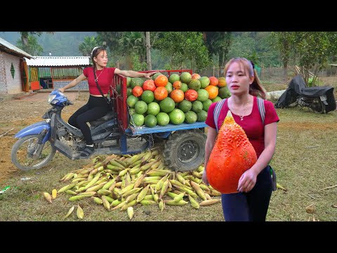 Using 3-Wheeler to Harvest Corn & Store for Farm Animals | Bamboo Fish Trap Catching Big Fish