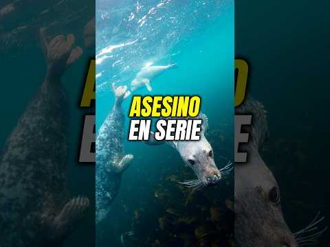 El asesino de focas #animales #curiosidades #biologia