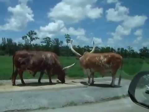 2013.06.09 Америка,Майами.Сафари парк ч1