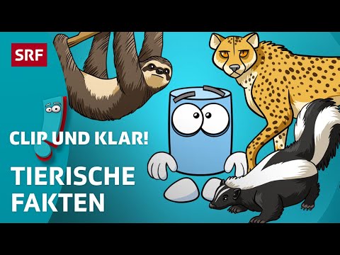 Tierische Leistung: Was haben Tiere alles drauf? | SRF Kids – Clip und klar! | Für Kinder erklärt