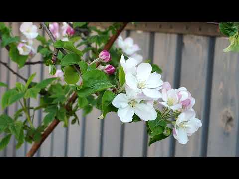 A jaki ti parobek taka i ja dzivka - Šarišská ľudová pieseň - karaoke-hudba a slova piesne bez spevu