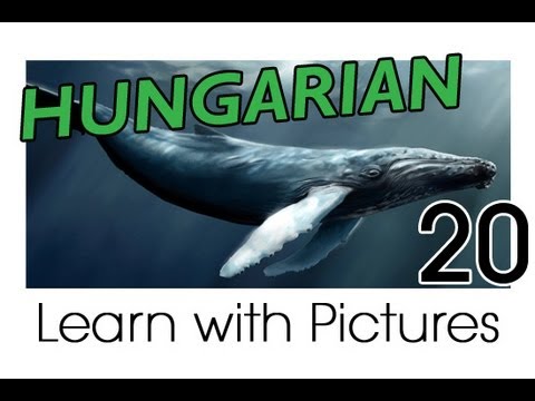 Learn Hungarian Vocabulary with Pictures - Marine Animals