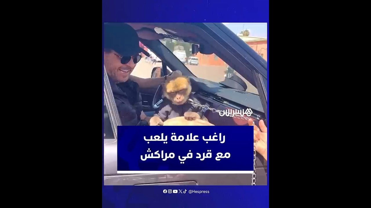 في موقف طريف.. راغب علامة يلعب مع قرد في ساحة جامع الفنا بمراكش thumbnail