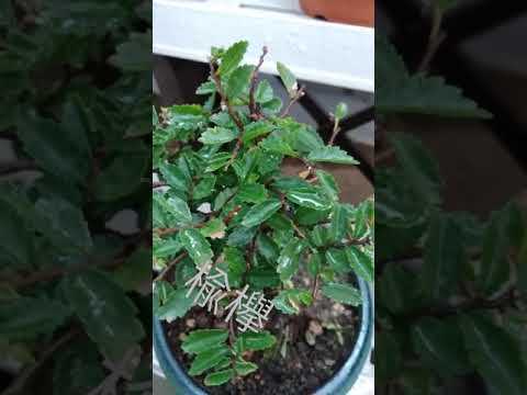 ゴールデンニレ 植物