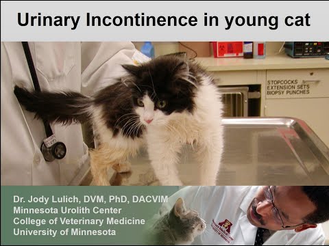 Urinary incontinence in a cat with sacral spinal cord lesions